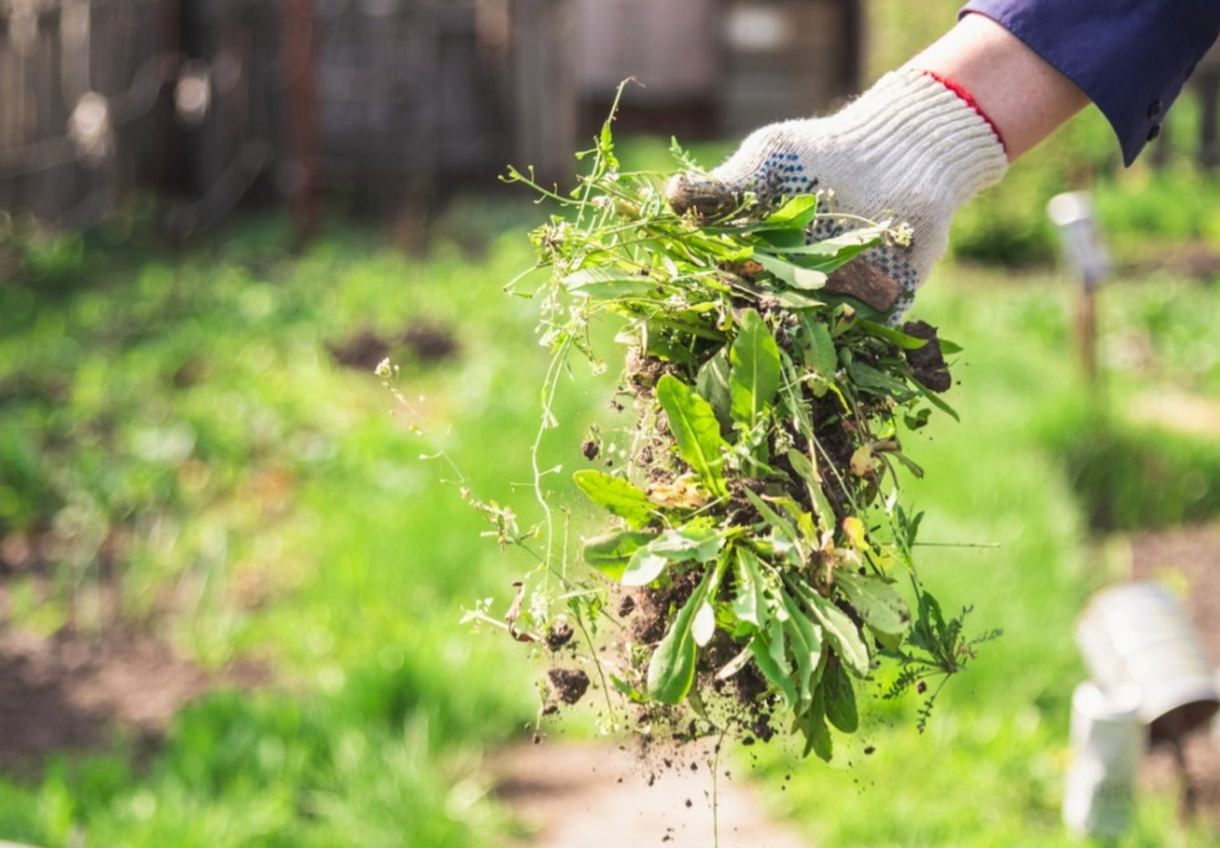 Fertilizing and Weed Control Jason Simmonds Vine & Branch Landscapes Portland Oregon